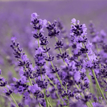 Lavender, Lime and Tea Tree Natural Deodorant for Regular Skin 15g