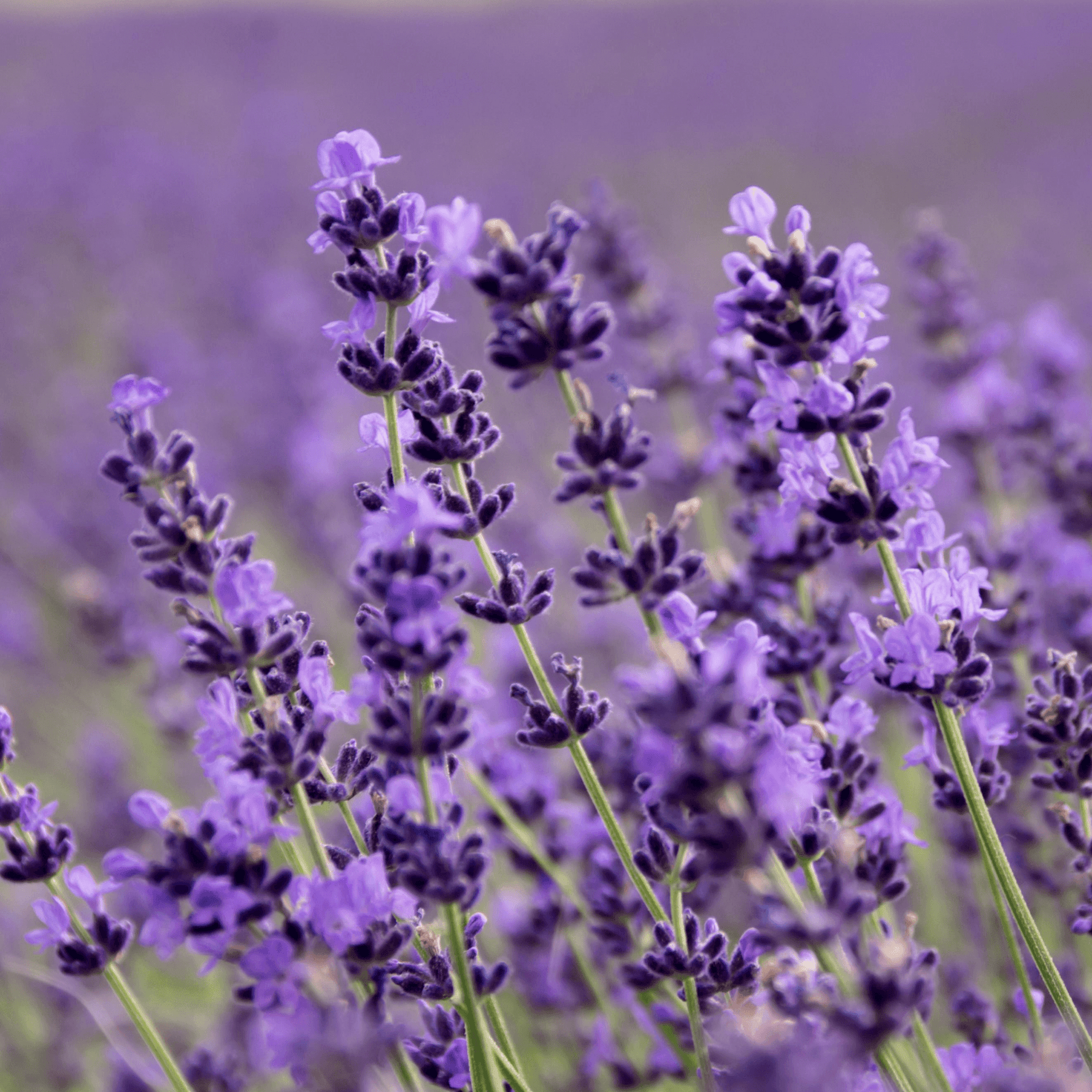 Lavender, Lime and Tea Tree Natural Deodorant for Regular Skin 15g