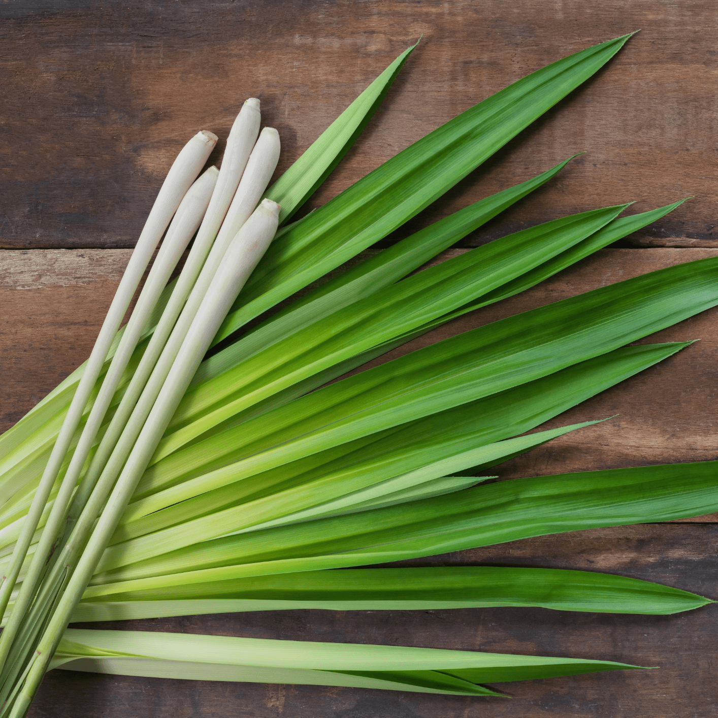Lemongrass, Lime and Patchouli Natural Deodorant for Regular Skin 15g